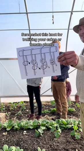 Having a hard time keeping your cucumber and tomato plants upright? Try this knot to trellis them. We used twine and found it works well. #notill #farming #farmlife #twine #trellisgarden #trellising #trellis #cucumberplants #tomatoes #cukes #farmer #organic #regenerativeagriculture #regenerativefarming #notillfarming #organicfarming