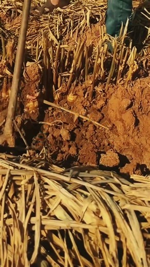 How to Harvest Fresh Ginger from Soil 🫚✨ #Labeeqagrifarm #FarmingTips #OrganicGinger