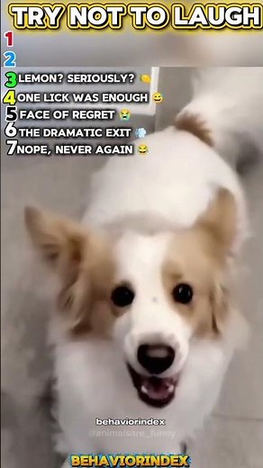 Try Not To Laugh: Dogs Try Lemon 🍋😂