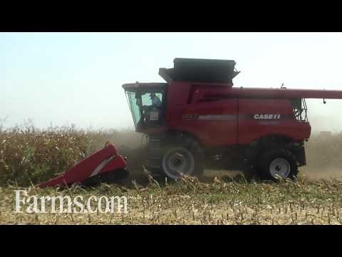 Case IH 7130 Combine Harvesting Corn at the Farm Progress Show Field Demonstration.