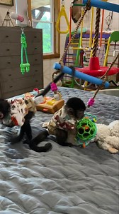 Our nightly routine, who needs tv with these 2 around 😂They love playtime on the bed 🐒💞 | Our Life Adventures