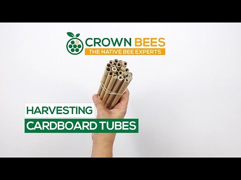 How to Harvest Mason Bee Cocoons from Cardboard Tubes
