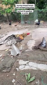 merpati kontes hampir jadi santapan ular king kobra #viraals | Irwan Ernnawan Ilham Darusalam