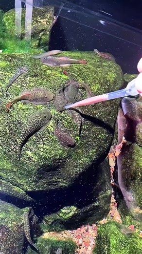 Pumps off, live food in 🦐🦐🦐 Hillsteam Loaches stream tank by 字母哥（H） #hillstreamloach #aquariums #fishkeeping #streamtank #aquariumhobby