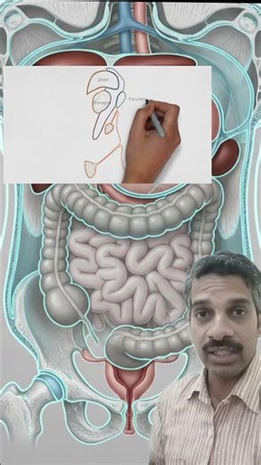 Vertical disposition of peritoneum
