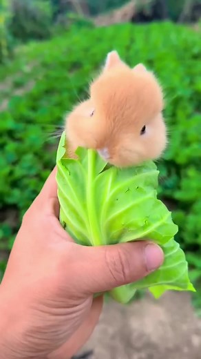 Lovely moment of the day #cute #viral #fyp #bunny #asmr