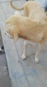 Esta perrita tiene dueño pero como no les importa la perrita, la tienen flaca y con demasiada garrapata una de sus crias a muerto de erliquia.😔 POR FAVOR su apoyo para comprar una simparica y poder esterelizar a la perrita y ya no tenga crias y sufran. Yape: 964764988 Cuenta bcp: 30576109128093 CCI : 00230517610912809319 Nombre elizabeth del rocio cotrina bances | Refugio Animal Chiclayo