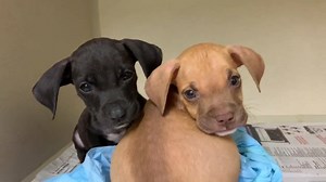 102K views · 10K reactions | ❤️❤️❤️ 9/3/19 SAFE Snicker and Doodle's...