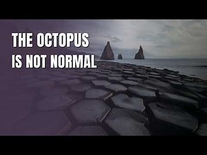 Octopus Intelligence Explained — The Creature With a Brain in Its Arms 🐙