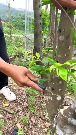 5-Year-Old Kynam Agarwood Tree and High-Quality Resin