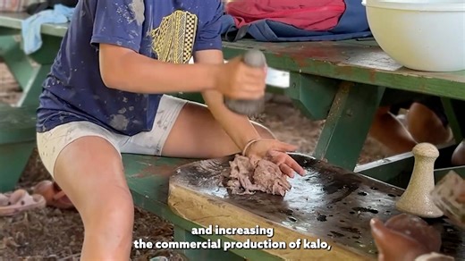 This month’s NDN grantee highlight is Kumano I Ke Ala, a Native Hawaiian or kānaka ʻōiwi cultural community farm located on West Kaua’i. NDN Collective has been honored to support Kumano I Ke Ala since 2019 through multiple grant programs, including our Community Self-Determination Grant. Their work strengthens land-based practices, nourishes the community, and uplifts the development and leadership of Indigenous peoples. In 2024 alone, with the help of community volunteers, over 70,000 lbs of K