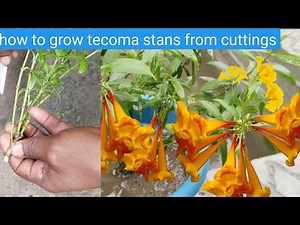 GROWING TECOMA STANS FROM CUTTING