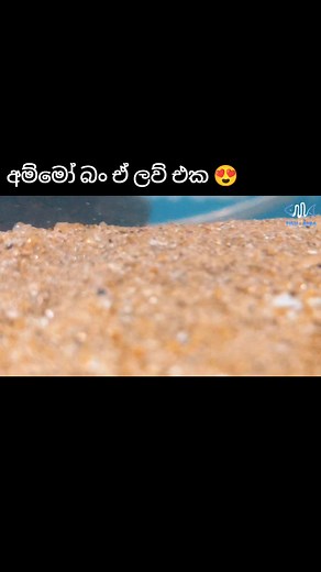 අම්මෝ බං ඒ ලව් එක...😍 අමුකෝ ඩුමුකෝ ලව් 😁 Red-eared slider Fish mania aquarium #fishmania #fishmaniaaquarium #fishmaniaaquascaping #planted_tank #planted_tank_setup #planted_fish_tanks #plantedbased #aquascape #aquascaping #discusfish #discus_tank #discus_tank_ideas #slpets #slfish #srilanka #aquarium