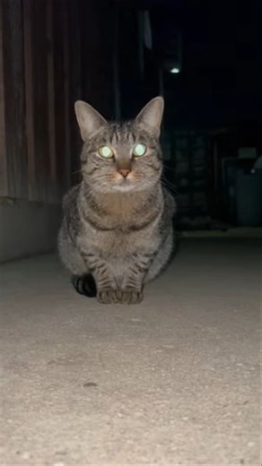 CCTV Captures Cat Staring Into the Camera — Then It Blinks