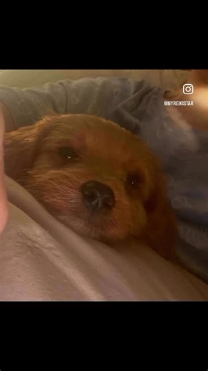 Say hello to Durno, our little red Cavapoo. 🐾❤️ He’s 10 weeks old and has turned our world into the sweetest kind of chaos with his tiny paws, big personality, endless cuddles and those puppy eyes that have completely stolen our hearts. For the last 10 days we have been deep in a full on puppy bubble, losing all track of time and enjoying every single moment. I didn’t know our home had this much space for joy until he arrived and now everything feels softer, happier, slower and so much more pre