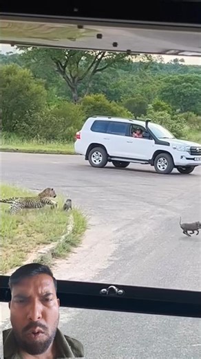 Greedy leopard wants 2 baby warthogs😱😱 #shortsfeed #wildliferescue #animals #animals #shorts #viral