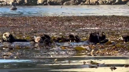 Sea otters are helping protect California kelp forests