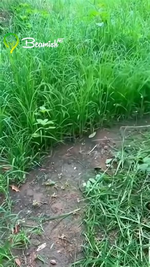 1.9K views | grass trimmer | Old Classic Cartoons | Facebook