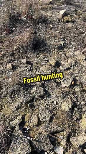 Fossil hunting #missouri #brachiopods #fossils #shellfossil