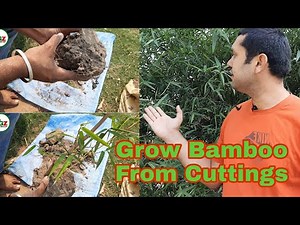 Grow / propagate bamboo from cuttings
