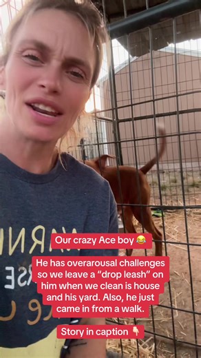 Ace. Formerly Ace in Space at the shelter. At just over a year old, Ace was owner-surrendered to the massive NYCACC kill shelter — confused, overwhelmed, and bursting with energy he never had the chance to learn how to manage. Ace is high-energy, under-socialized, and barrier reactive — not because he’s bad, but because the shelter environment was never his friend. He can also experience moments of over-arousal, which is very common in young, athletic dogs who haven’t been given proper outlets o