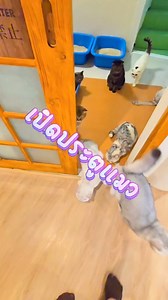 10K views · 691 reactions | ซีรีย์เปิดประตูแมวออกมาทำงานกันครับเด็กๆ ช่วงนี้ลูกค้าน้อยนะบอกตรงๆ คิดถึงก็จงมาหา เปิด 11:00 น ถึง 20:00 น หยุดทุกวันพุธ | Play with cat Cafe - คาเฟ่แมว | Facebook