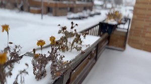 3K views · 134 reactions | What’s it like the rest of the year in Sturgis? Well, its actually been a pretty snowy day. We’ve received from 4 to 6 inches of snow in downtown Sturgis with nearly a foot of snow near Lead and Deadwood. | Sturgis Motorcycle Rally | Facebook