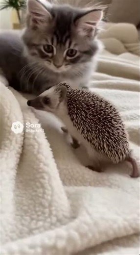 Kitten Meets Hedgehog for the First Time 🐱🦔💛