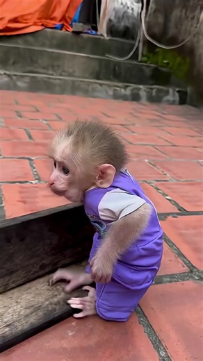 #monkeylover #monkeytrend