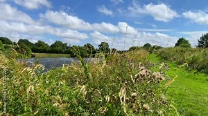 Beautiful flowers and plants on the Kennet and Avon Canal in Devizes England, windy sunny summer weather with blue sky, white clouds and green nature fields, 4K shot Stock Video