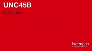 UNC45B antibodies from Thermo Fisher Scientific