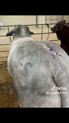 Witnessing a Glitter Slap from Ryan Rash Champion | Livestock Show Excitement