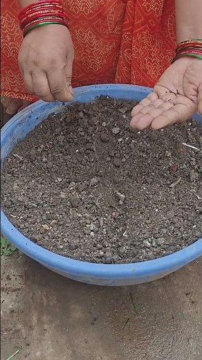 Let’s Grow Salvia! 🌱✨