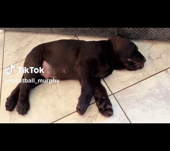 Adorable Chocolate Labrador Puppy Wags Tail