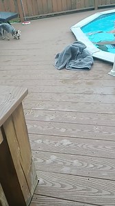 Lexi had her first swim. Lol she didn't like it! 😑😭 | Caroline M Welsh