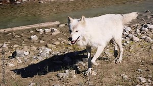 White Wolf prowling around through the meadows, rivers and forests of the Canadian Mountains, British Columbia, Canada. Wolf in Canadian nature.