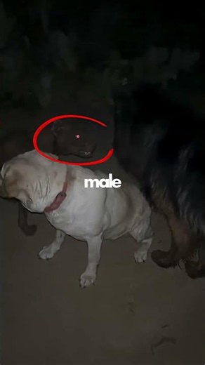 This what happens when a female dog is in HEAT! #dogsworld #doglady #germanshepherd #pitbull