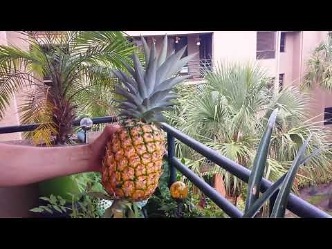 How to harvest your pineapple (Ananas Comosus) and start a new plant!