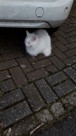 Cute white cat
