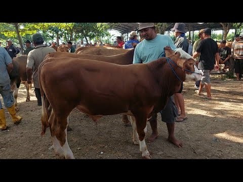 MULAI DARI HARGA 15 JUTAAN SAPI JANTAN ISIAN KANDANG PASAR WAGE PATI 29 SEPTEMBER 2025