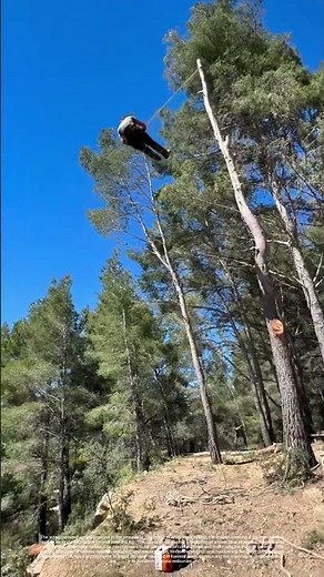 Cutting Down Trees: The Art of Forestry Work