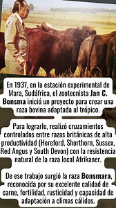La raza Bonsmara, reconocida por su excelente calidad de carne, fertilidad, rusticidad y capacidad de adaptación a climas cálidos. Hoy en día, el Bonsmara es una de las razas más difundidas en el mundo, muy apreciada por ganaderos en América, África y otros continentes por combinar producción eficiente y resistencia natural. | Agropecuaria TV