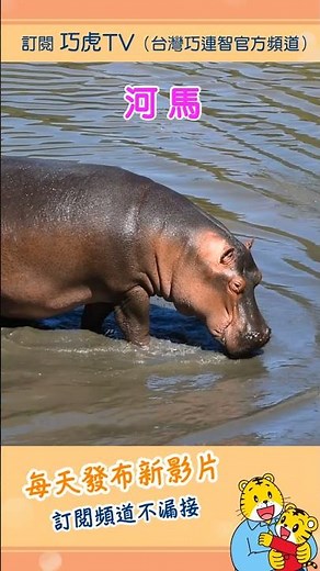 Qiaohu [Knowledge Supplement] Hippo | Trailer #Toddlers #Animals #Parenting #Cartoons #Animation
