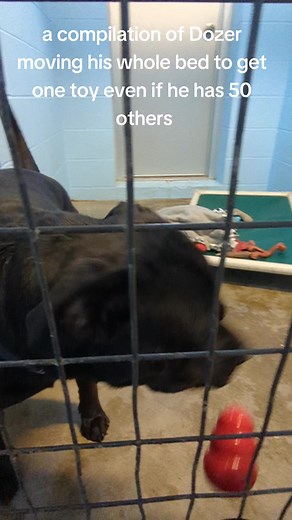 #funny #funnydogvideo #rescue #rescuedog #funnydogs #rescuepup #dogreels #animalshelters #mn #minnesota #southcentralmn #southcentralminnesota | Animal Shelter/BENCHS
