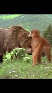 Bear Vs Puma#wildanimals #animals #bear #puma | SbdmLove Mony 11928
