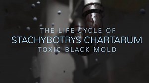 Life Cycle of Stachybotrys Chartarum