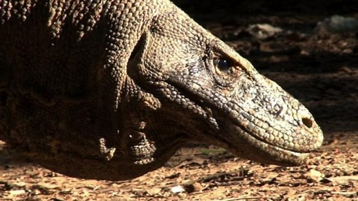 This Lady Komodo Dragon Lizard Can Reproduce Without a Mate