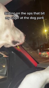 Locked in and focused 😂😂😂 #joshbutlertv #roxyandremi #family #dogs | Josh Butler
