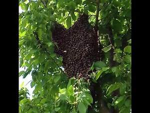 Les abeilles expliquées aux enfants