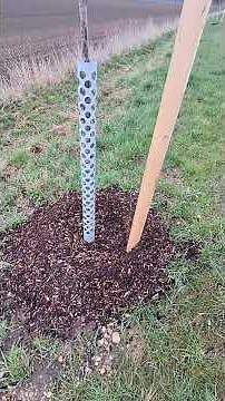 The tree stake fallacy: Why newly planted (fruit) trees die! 🛑
